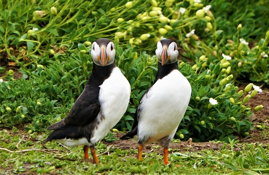 Sarah-kilian-puffins-sm Sarah-kilian-puffins-sm