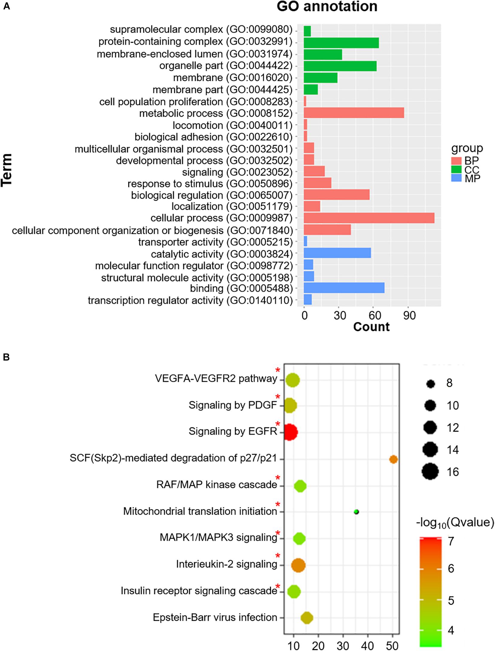 Fcell-09-651142-g004-horizontal